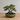 Rund bonsai potte med lille stabil fod