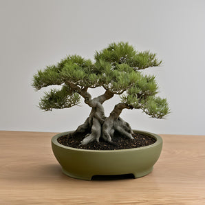 Rund bonsai potte med lille stabil fod