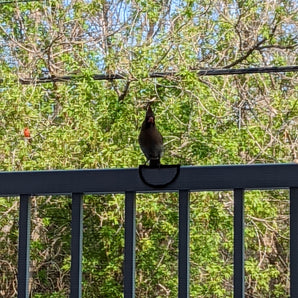 Bezpečná přistávací plocha pro ptáky – Bird Rail Perch